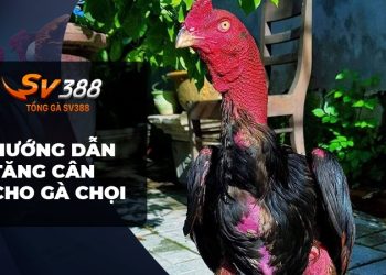 Bật Mí: Cách Cho Gà Chọi ăn để Tăng Cân Nhanh!