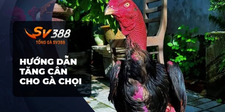 Bật Mí: Cách Cho Gà Chọi ăn để Tăng Cân Nhanh!