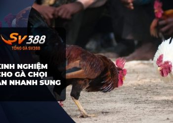 Cho gà chọi ăn gì để nhanh sung chiến đấu?