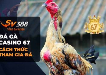 Đá gà casino 67: Sân chơi đá gà đỉnh cao tại Casino 67