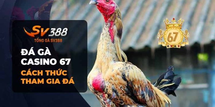 Đá gà casino 67: Sân chơi đá gà đỉnh cao tại Casino 67