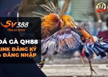 Đá gà QH88: Nhà cái uy tín hàng đầu Đông Nam Á