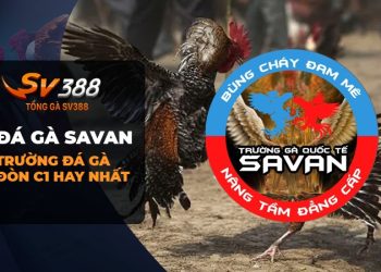 Đá một vòng quanh Đá Gà Savan và cách đăng ký tài khoản bồ gà Savan Lào nào!