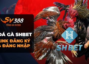 Đá Gà SHBET: Game đá gà trực tuyến hấp dẫn