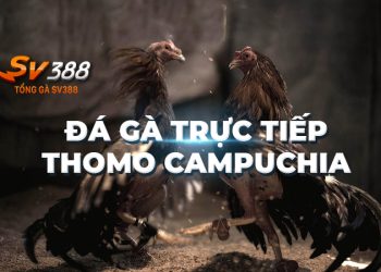 Đá gà trực tiếp Thomo Campuchia: Hấp dẫn đam mê, hồi hộp ngất ngây!