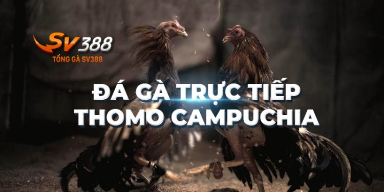 Đá gà trực tiếp Thomo Campuchia: Hấp dẫn đam mê, hồi hộp ngất ngây!