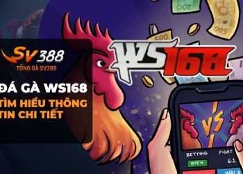 Đá gà WS168 - Trải nghiệm trực tuyến hấp dẫn đích thực!