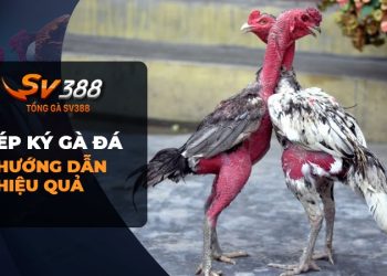 Ép ký gà đá: Kỹ thuật giảm cân hiệu quả cho chiến kê của bạn