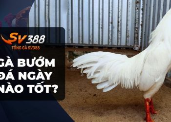 Gà bướm đá ngày nào để có chiến thắng?