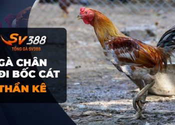 Gà chọi chân đi bốc cát: Tình huống đặc biệt và hấp dẫn