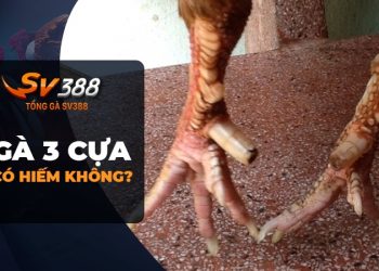 Gà chọi 3 cựa - Bí mật về loài gà hiếm có