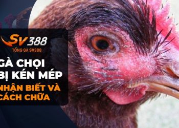 Cách chăm sóc và điều trị gà chọi bị kén mép