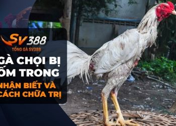 Chữa gà chọi bị ốm trong đúng cách để đảm bảo thành công