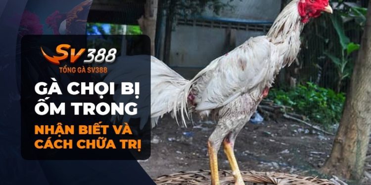 Chữa gà chọi bị ốm trong đúng cách để đảm bảo thành công