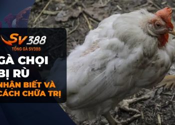 Cách chữa gà chọi bị rù - Những bí quyết hữu ích để bạn đối phó với tình trạng này