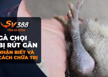 Cách chữa gà chọi bị rút gân nhanh và hiệu quả