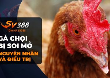 Gà chọi bị soi mỏ: Nguyên nhân và cách chữa hiệu quả