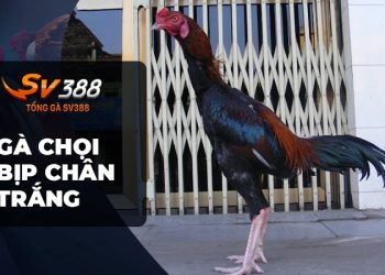 Gà chọi bịp chân trắng: Bí mật vàng của giới sư kê