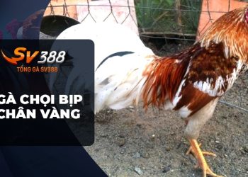 Gà Chọi Bịp Chân Vàng - Bí Mật Tuyệt Vời Bạn Chưa Biết