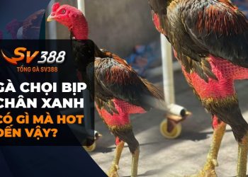 Gà Chọi Bịp Chân Xanh - Chọn Được Gà Này Là Rinh Thắng!