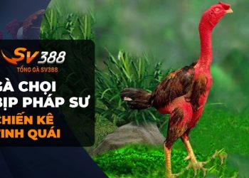 Gà chọi Bịp Pháp Sư: Chiến kê huyền thoại xuất sắc nhất