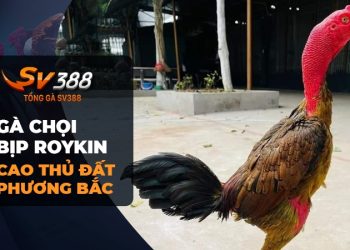 Tiểu Sử Gà Chọi Bịp Roykin và Trận Đấu Trực Tiếp với Mơ Ê Tô