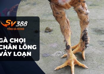 Gà chọi chân lông vảy loạn - Bí mật về gà quý hiếm này!