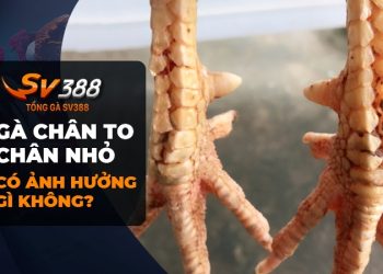 Gà chọi chân to chân nhỏ hiếm gặp, liệu có nên nuôi?