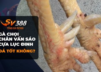 Gà chọi chân vấn sáo cựa lục đinh - Quý hiếm và mạnh mẽ