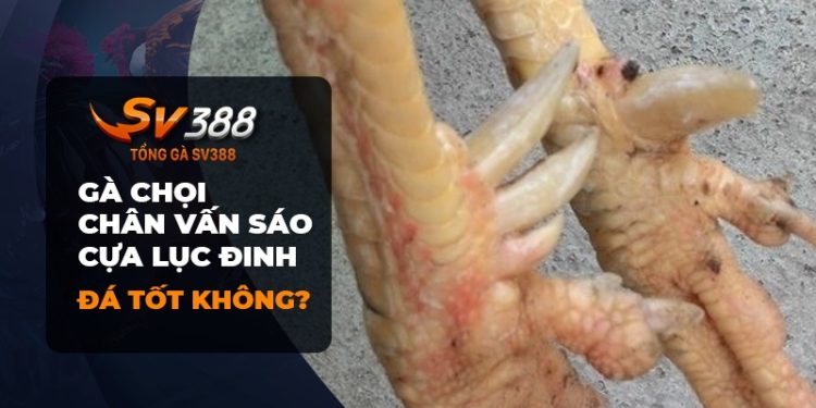 Gà chọi chân vấn sáo cựa lục đinh - Quý hiếm và mạnh mẽ