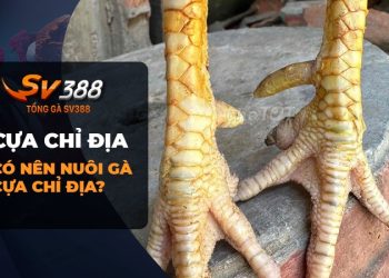 Gà chọi cựa chỉ địa - Tìm hiểu về giống gà này