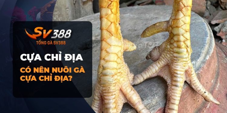 Gà chọi cựa chỉ địa - Tìm hiểu về giống gà này