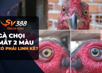 Đặc điểm gà chọi mắt 2 màu là gì? Có phải là linh kê không?