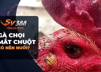 Gà chọi mắt chuột - Những Đặc Điểm và Có Nên Nuôi không?