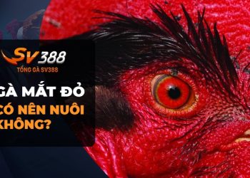 Gà chọi mắt đỏ có tốt không? Có nên nuôi gà chọi mắt đỏ?