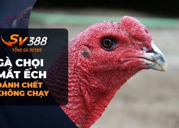 Gà chọi mắt ếch: Bí quyết chọn gà chiến không thể bỏ qua!