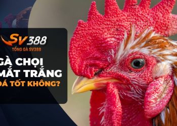 Gà chọi mắt trắng đá có tốt không? Cách chọn gà mắt trắng