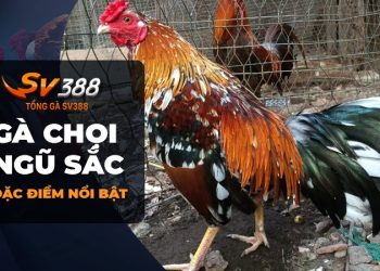 Gà chọi ngũ sắc - Sự kết hợp tuyệt vời của màu sắc trong đấu gà