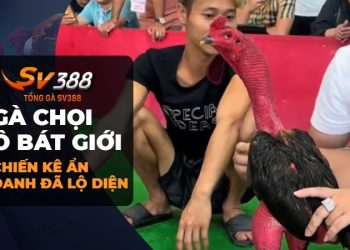 Gà chọi Ô Bát Giới: Những bí ẩn về chiến kê ẩn danh lộ diện