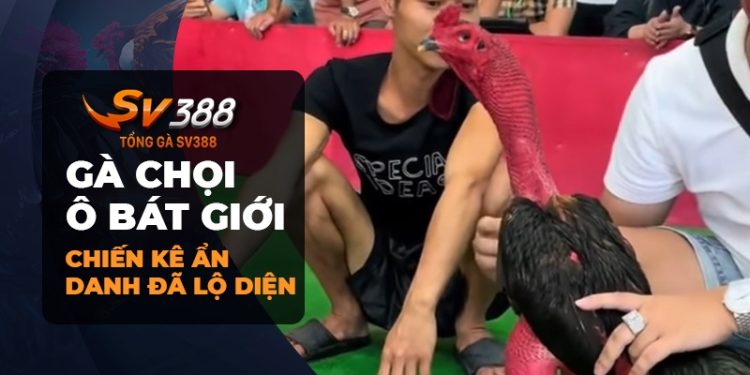 Gà chọi Ô Bát Giới: Những bí ẩn về chiến kê ẩn danh lộ diện