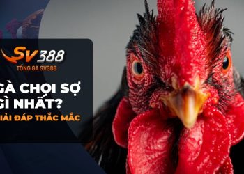 Đá Gà SV388: Gà chọi sợ những gì nhất?