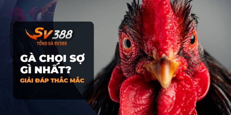 Đá Gà SV388: Gà chọi sợ những gì nhất?