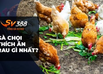 Gà Chọi Thích Ăn Rau Gì Nhất?