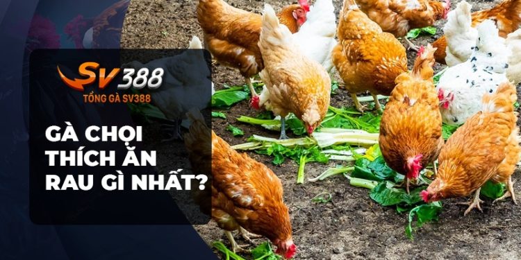 Gà Chọi Thích Ăn Rau Gì Nhất?