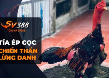 Tía Ép Cọc - Chiến kê huyền thoại với 19 trận thắng liên tiếp