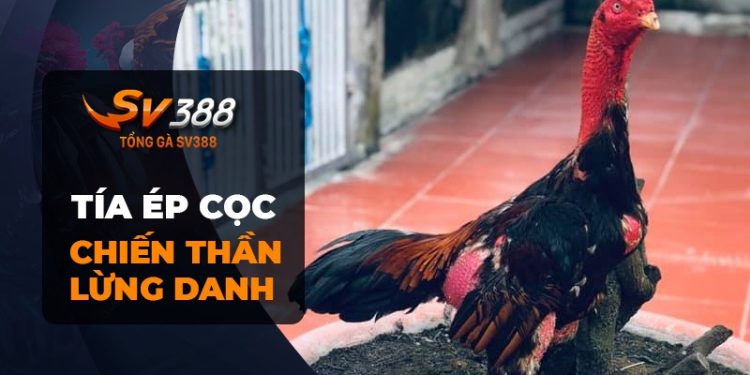 Tía Ép Cọc - Chiến kê huyền thoại với 19 trận thắng liên tiếp