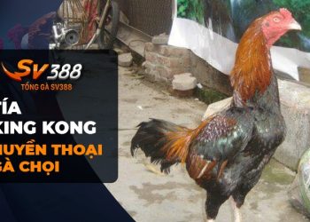 Tía King Kong - Huyền thoại chiến kê gà chọi Hải Phòng