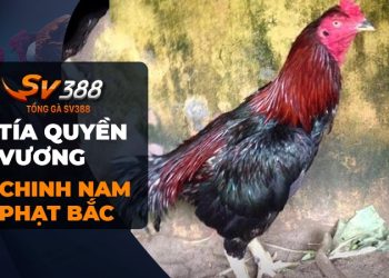 Gà chọi Tía Quyền Vương: Chiến kê Chinh Nam Phạt Bắc