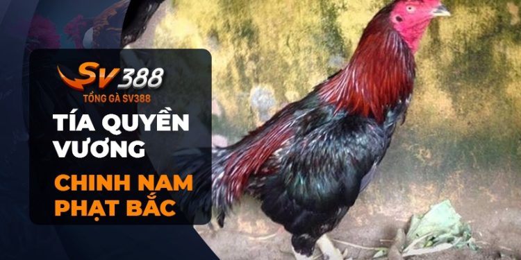 Gà chọi Tía Quyền Vương: Chiến kê Chinh Nam Phạt Bắc