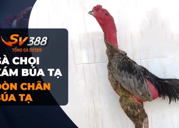 Gà Chọi Xám Búa Tạ - Đồng Đội Thân Thiết Cùng Đá Gà SV388